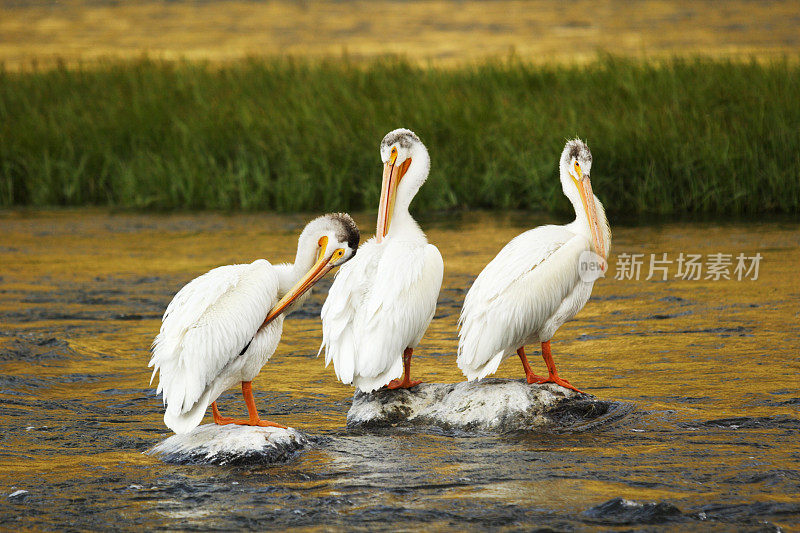 Pelican penanus erythrorhynchos梳理